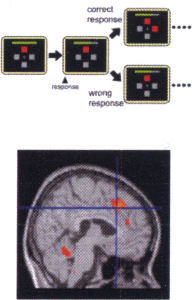  脳における学習手法を調べる研究。我々の脳は、どこまで機械の知と似ているだろうか？